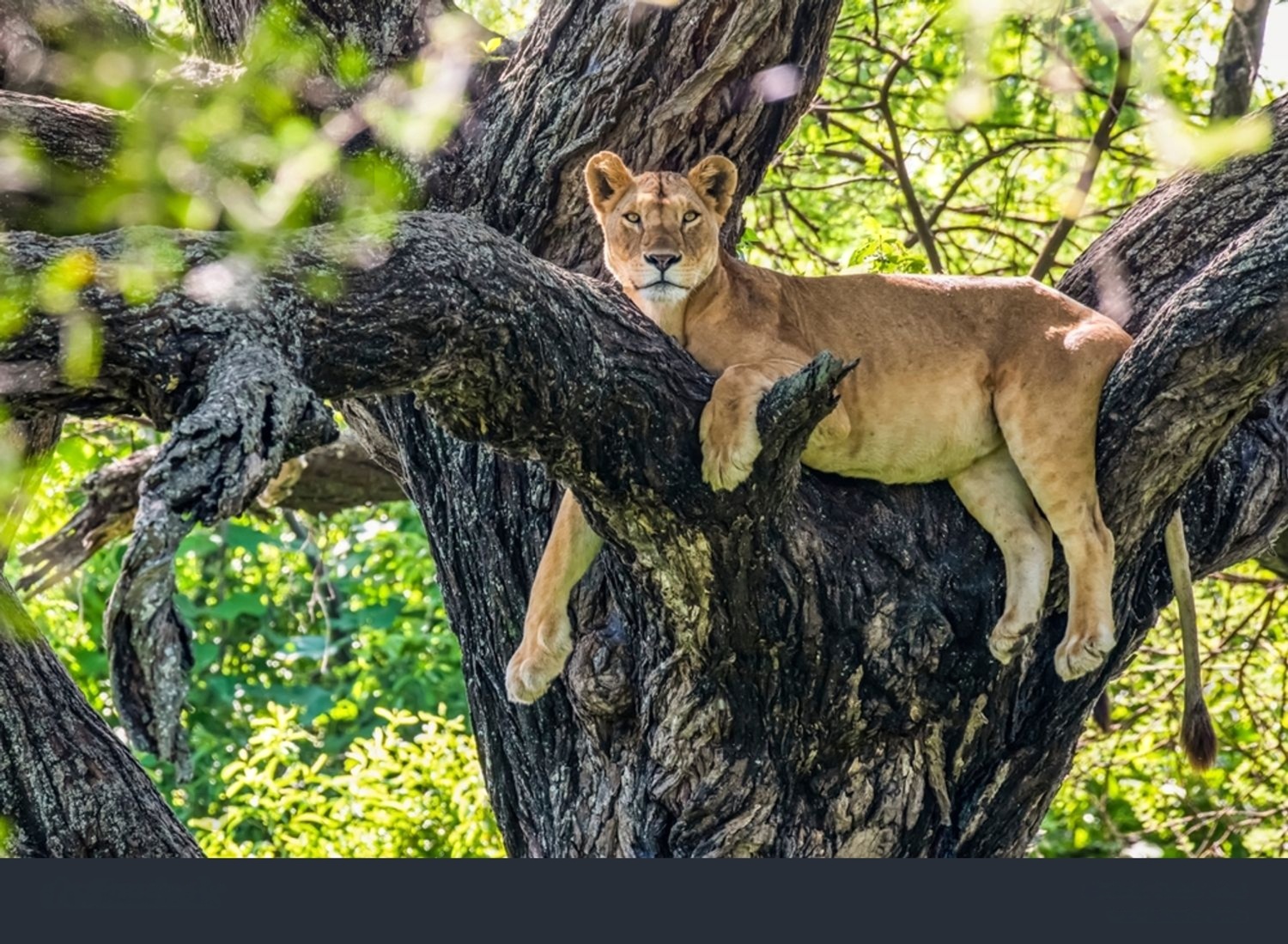 Lion in Manyara during calving season