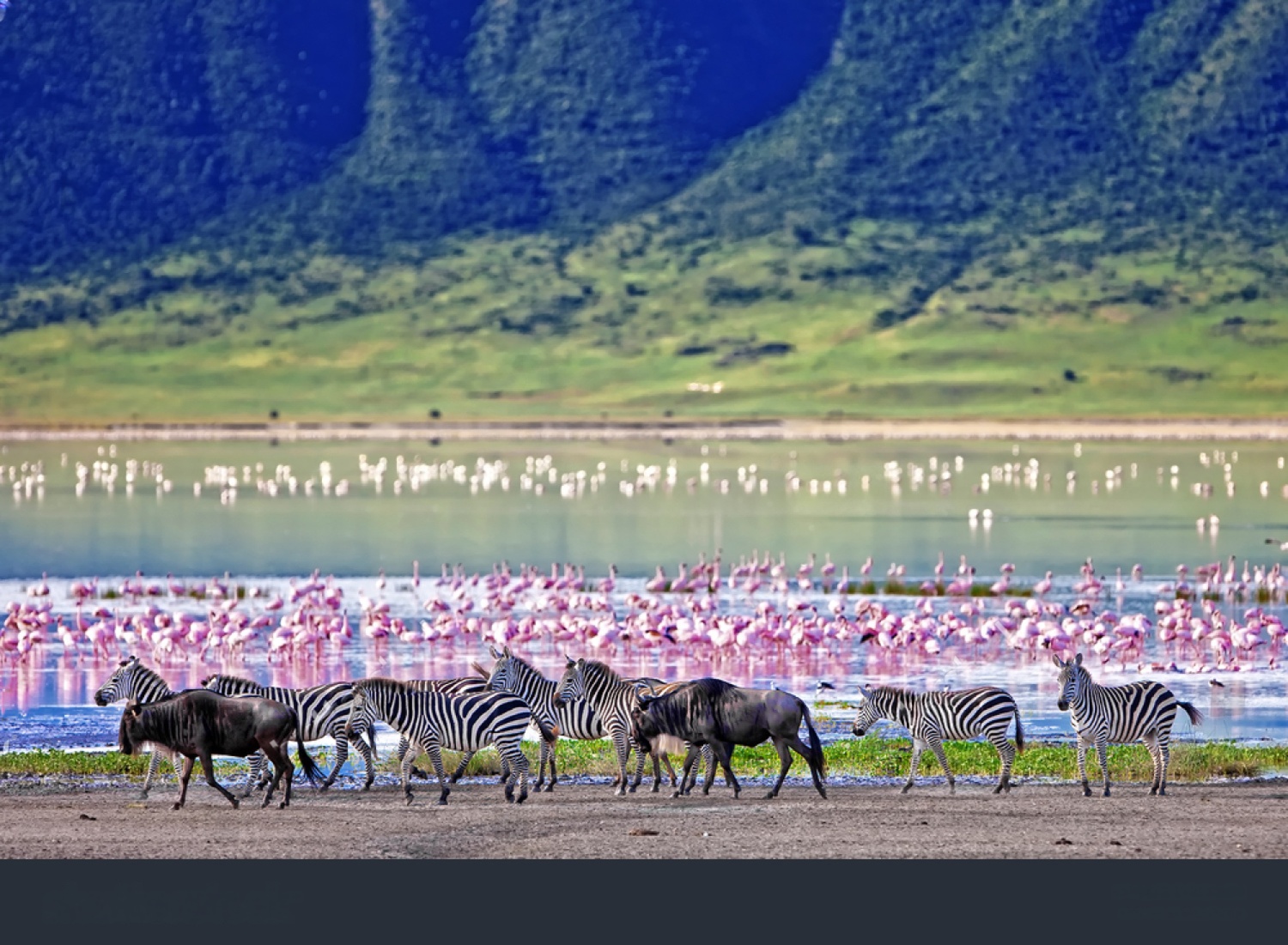 Ngorongoro Crater green grasslands