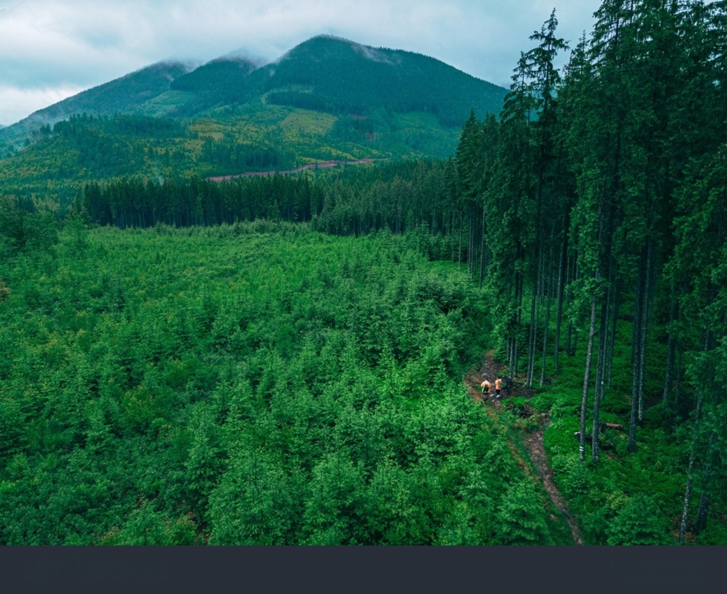 Forest trail during the rainy season