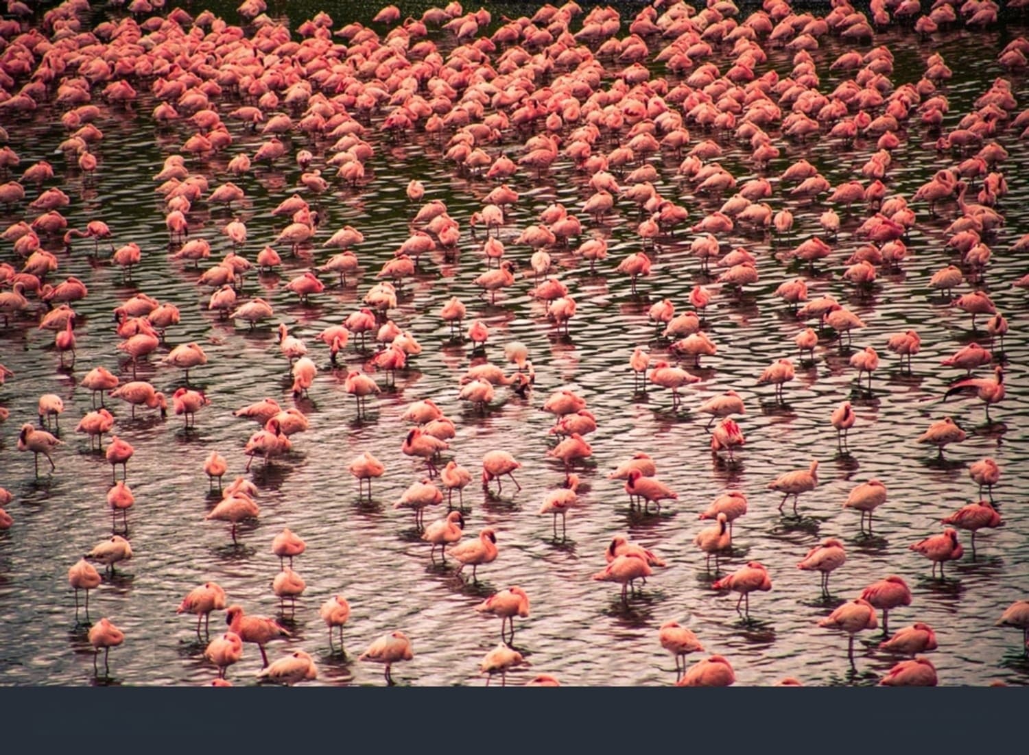 Arusha National Park Day Trip