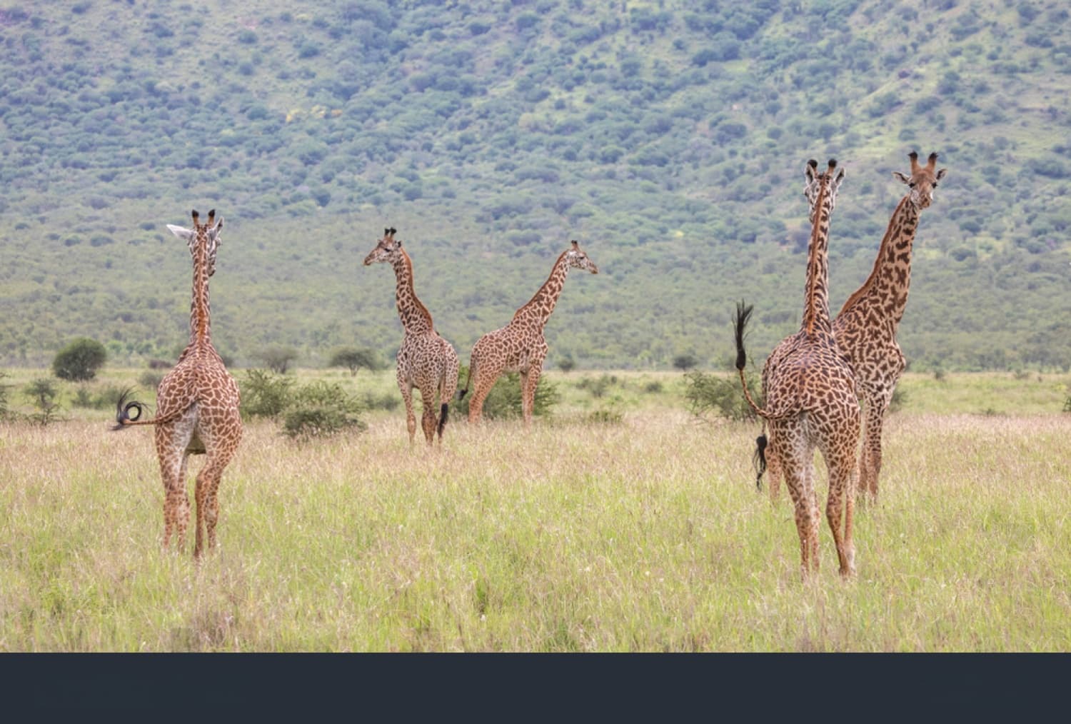 Mkomazi National Park Safari